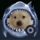 sharkdog