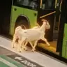 goats