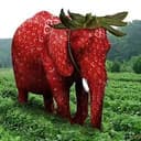 BERRY