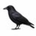 Crow