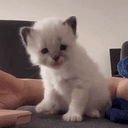 Kiss