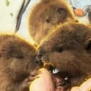 Beavers