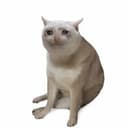 CASHCAT