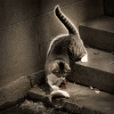 Fishercat