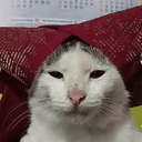 BOBO
