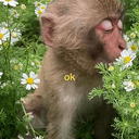 ok