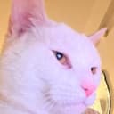 CEWCAT