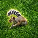 Cnut