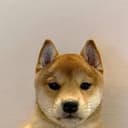 Inu