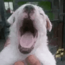 popdog
