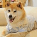 DOGUE