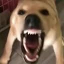 大狗叫