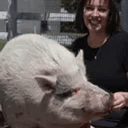 waddles