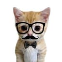 PHDkitty