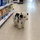 moomoo