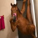 HORNYHRS