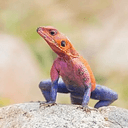 Agamidae