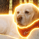 Cane