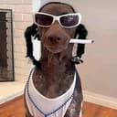 $SNOOPDAWG