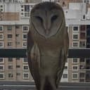 Brawnowl