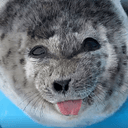 BLEP