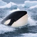 ORCA