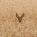 DOE