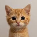 neko
