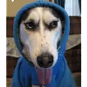 DOODIE