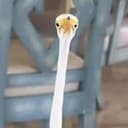 The Long Bird