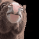 vibedonkey