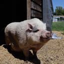 Waddles Of