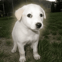 Bruno