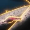 DIHLPHINS