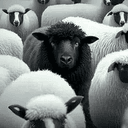 BlackSheep