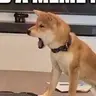 大狗叫