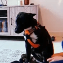 Zeus