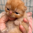 CATTT