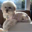 KDOG