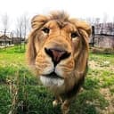 $MANE