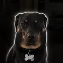 mogdog