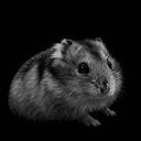 HAMSTER