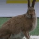 Babbit