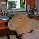capy