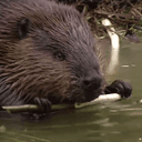 Beaver