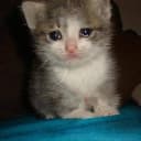 CryingCat