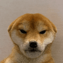 Dogged