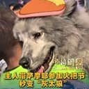 灰太狼