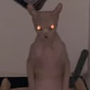 CATBEERUS