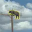 PoleBear